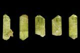 Five Yellow Apatite Crystals (over ) - Morocco #143086-1